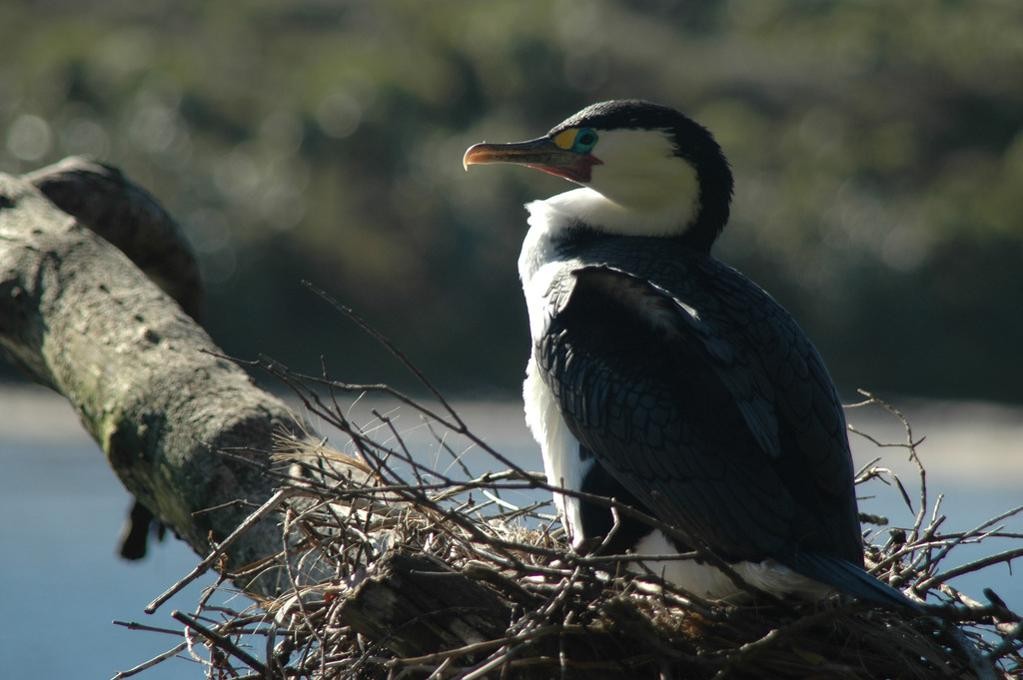 Phalacrocorax varius varius (Phalacrocorax varius varius)