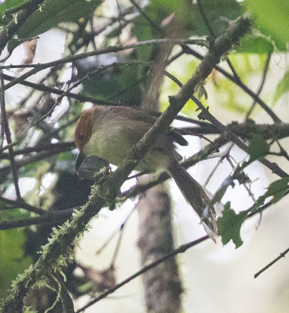 Rotkopf-Staffelschwanz (Clytomyias insignis)