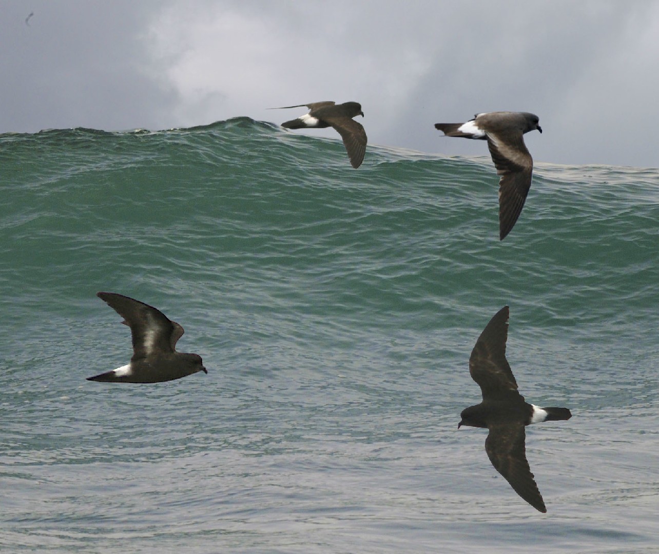 European Storm Petrel (Hydrobates)