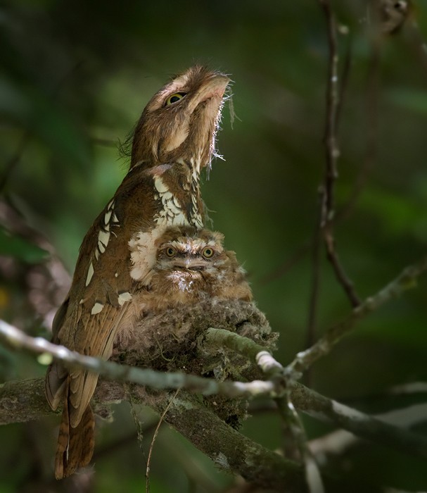 Sumatran Frogmouth (Batrachostomus poliolophus)