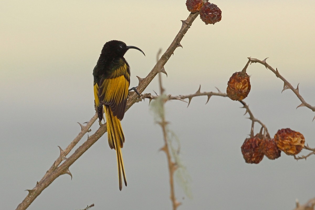 Drepanorhynchus (Drepanorhynchus)