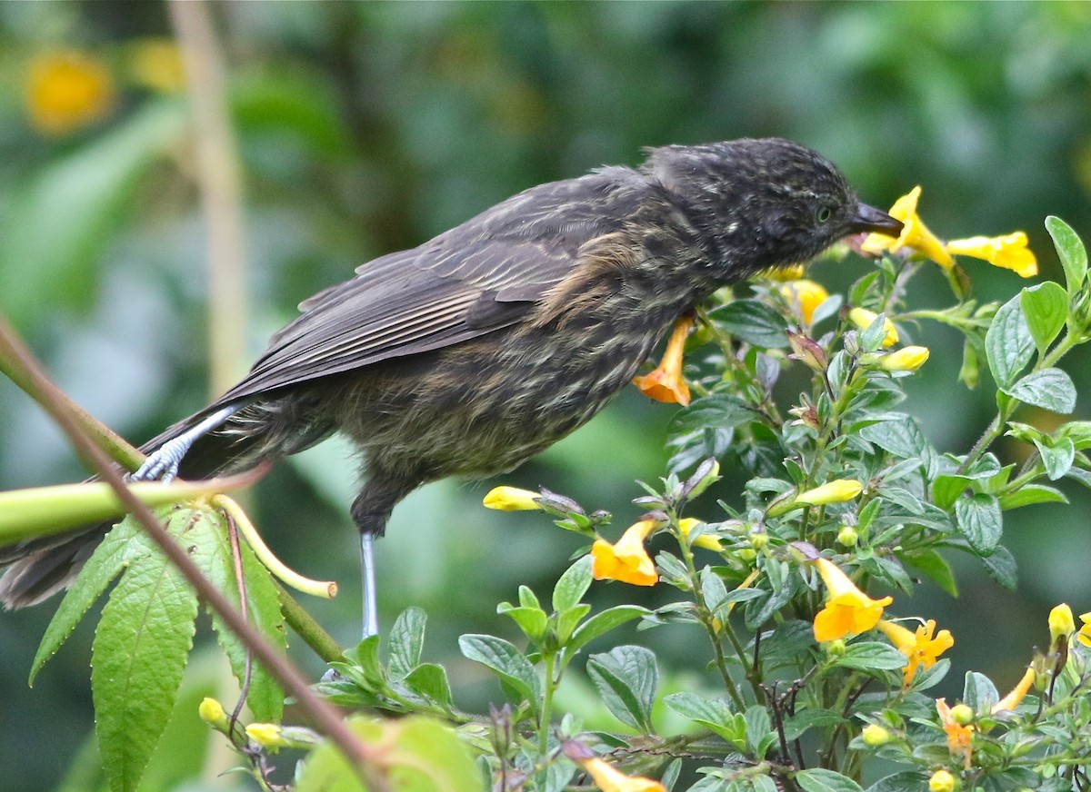 Grey-streaked Honeyeater (Ptiloprora perstriata)