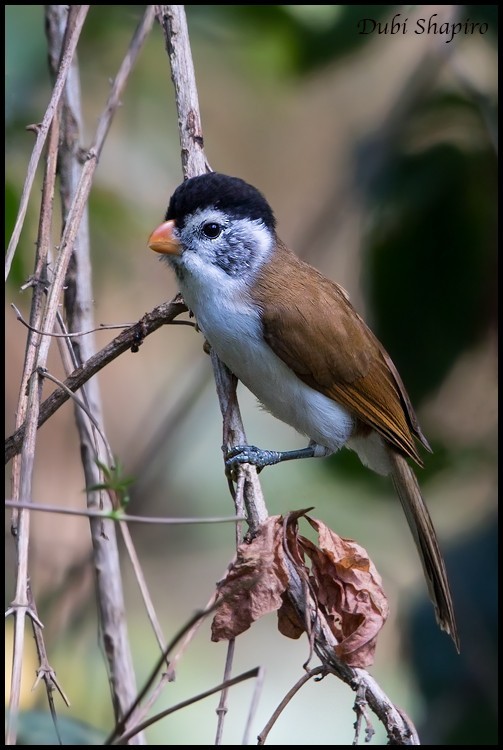 Zwartkruindiksnavelmees (Psittiparus margaritae)