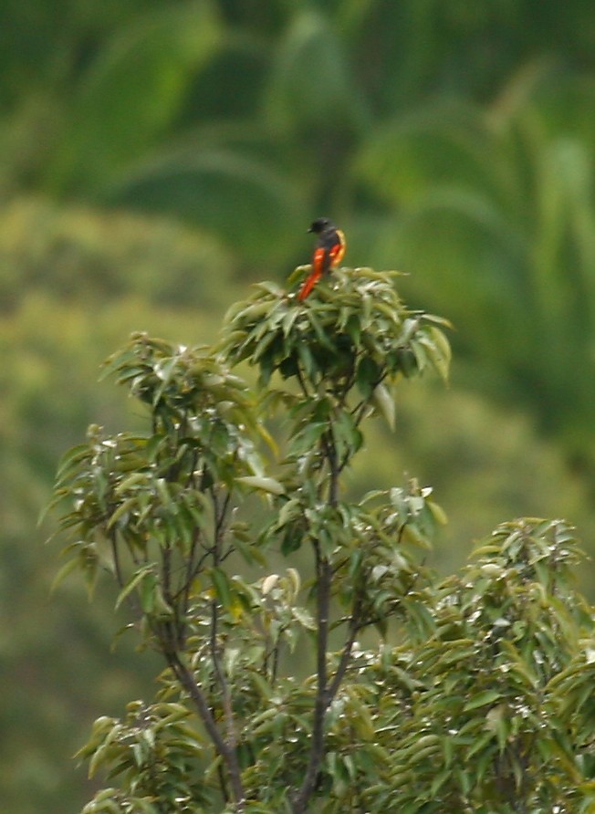 Minivet encendido (Pericrocotus igneus)