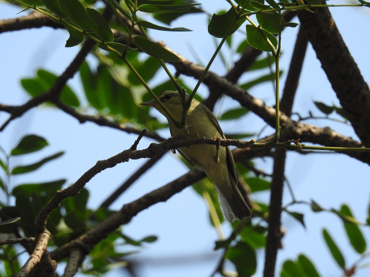 Mosquitero del Cáucaso (Phylloscopus nitidus)