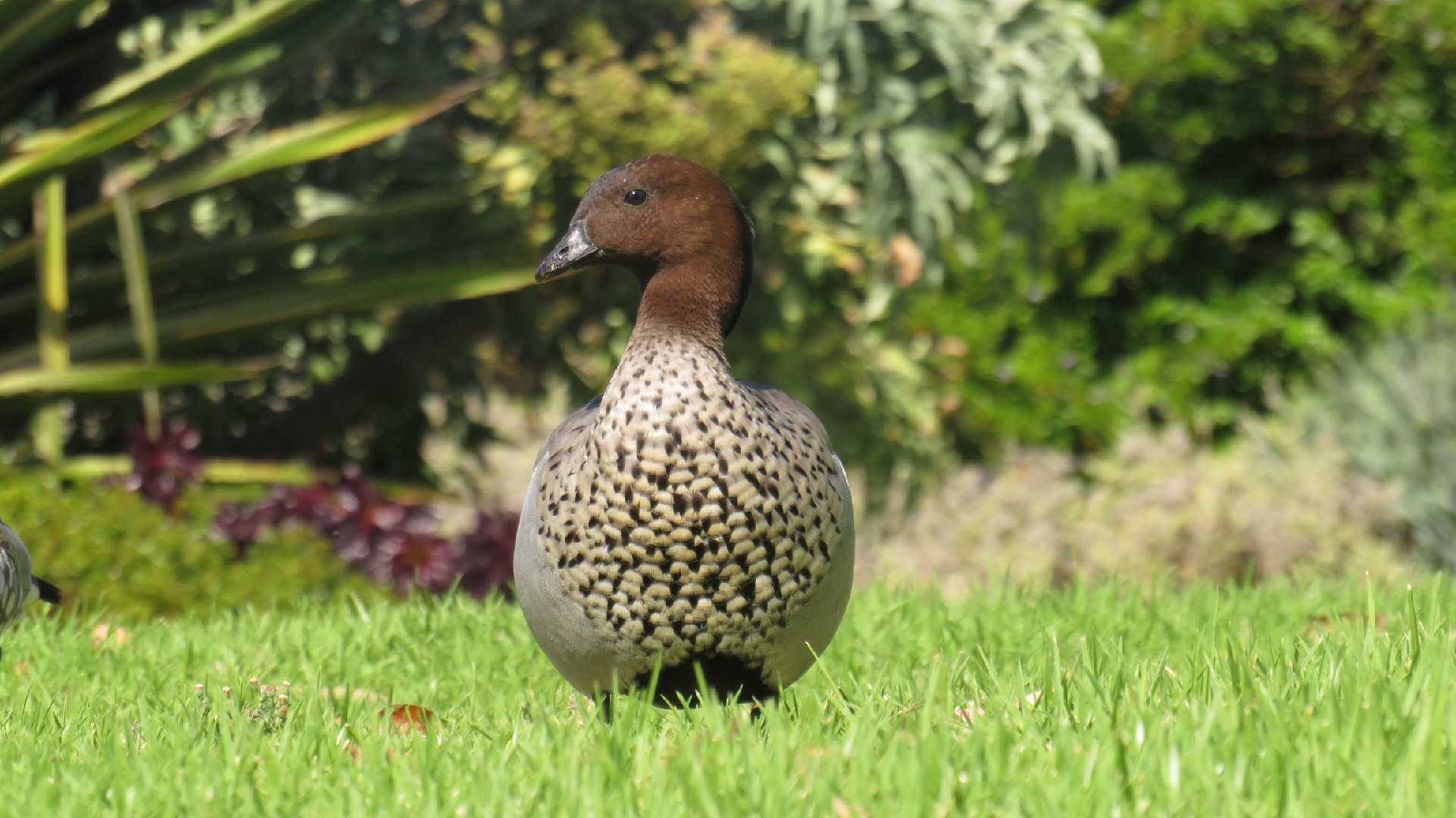Australian Spotted Duck (Anas platyrhynchos domesticus 'Australian Spotted')