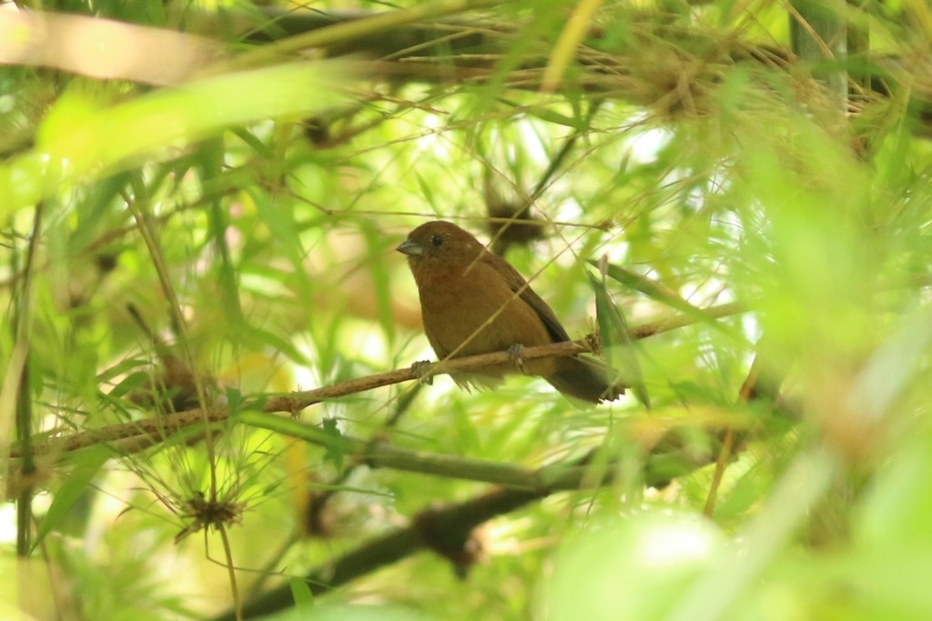 Blue-black Seedeaters (Amaurospiza)