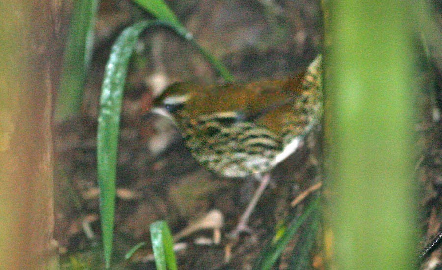 Chamaeza Antthrushes (Chamaeza)