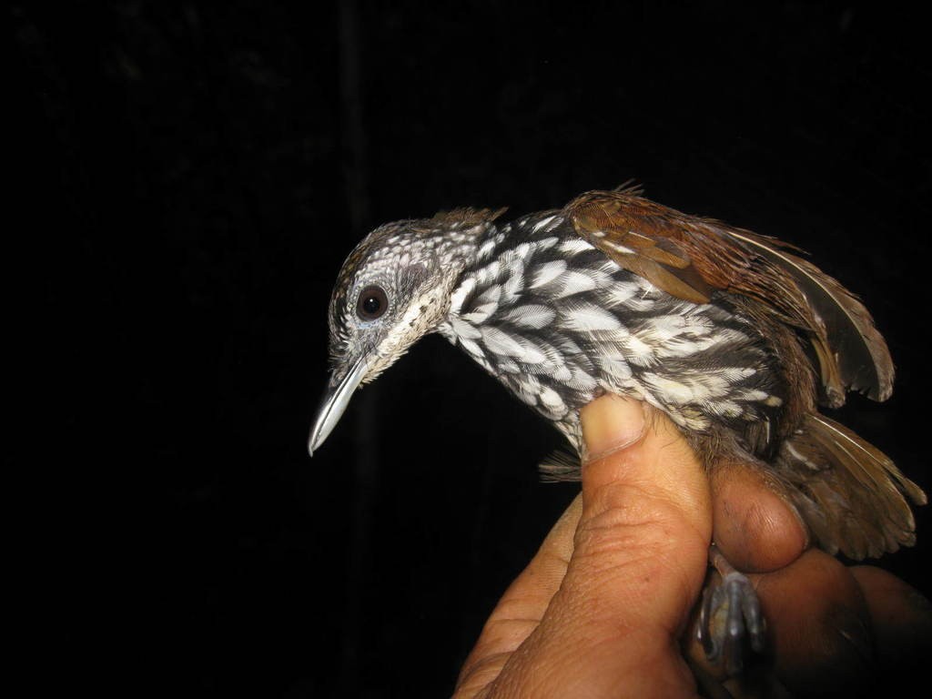 Индонезийская волосатая тимелия (Ptilocichla leucogrammica)