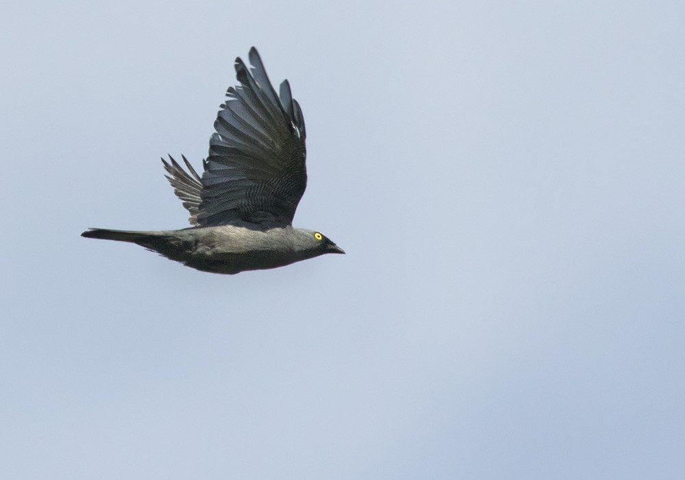 Barred Cuckooshrike (Coracina lineata)