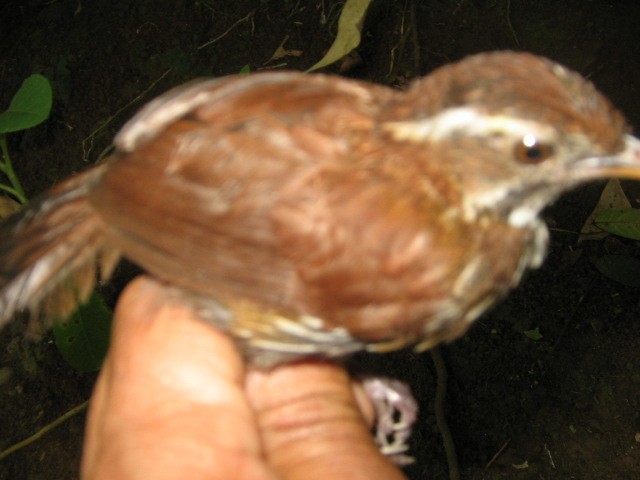 Tordina-estriada-de-mindanau (Ptilocichla mindanensis)