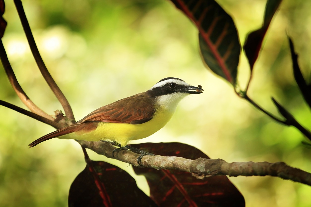 Witringtiran (Conopias albovittatus)