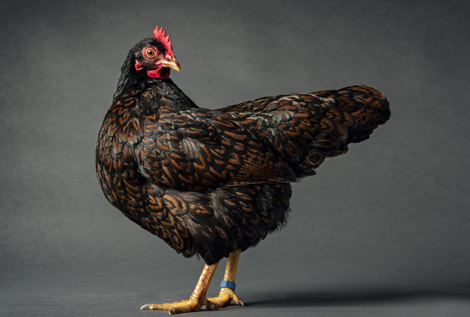Gallus gallus domesticus 'Barnevelder' (Gallus gallus domesticus 'Barnevelder')