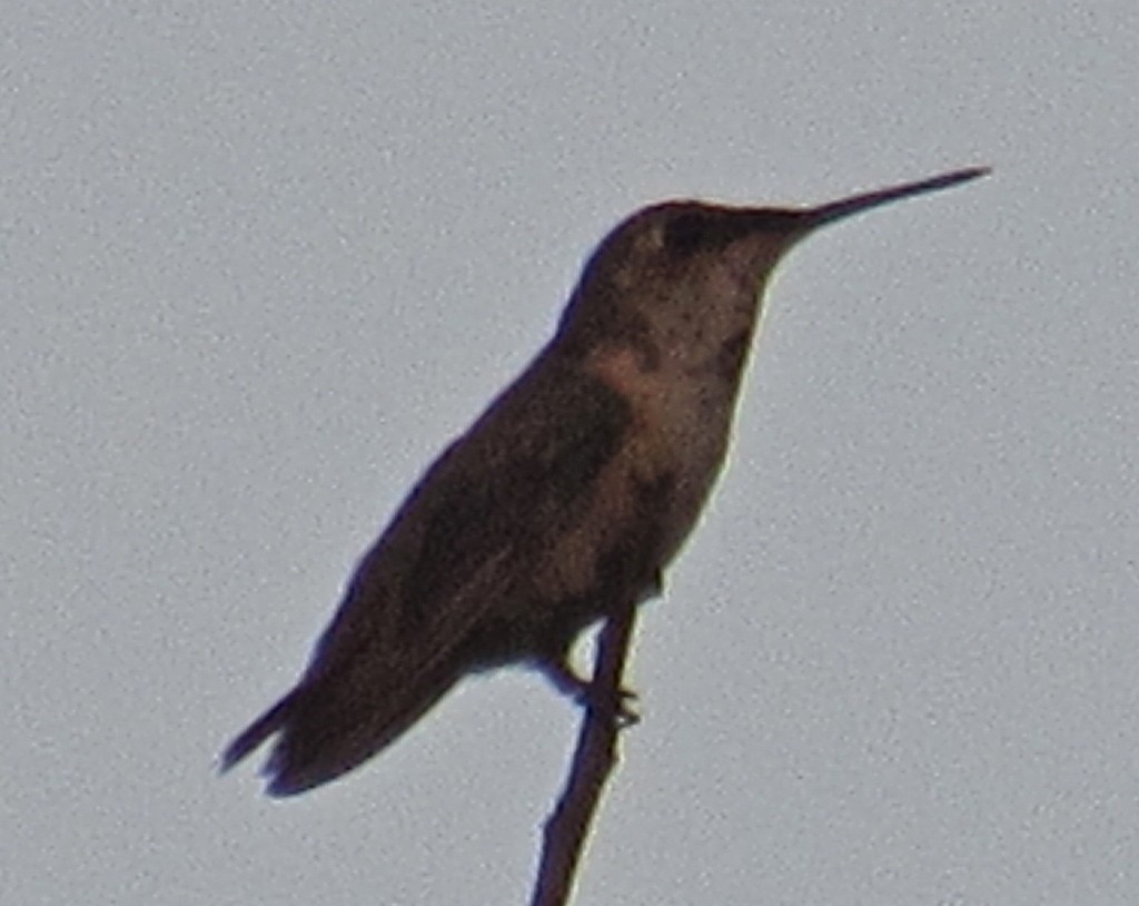 Colibri (Trochilidae)