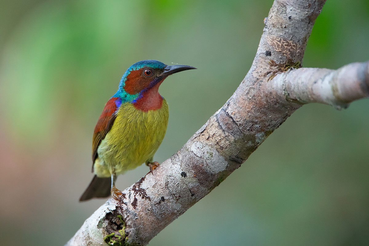 Anthreptes rhodolaemus (Anthreptes rhodolaemus)