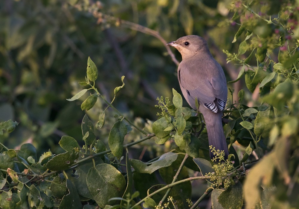 Grey Hypocolius (Hypocolius)