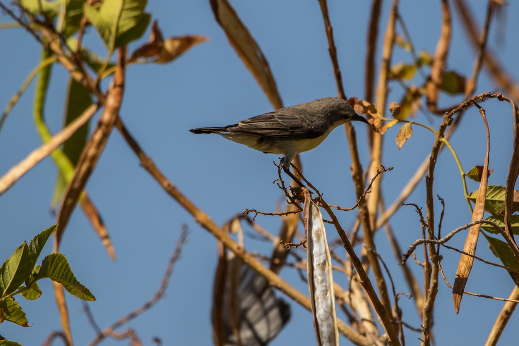 Nile Valley Sunbird (Hedydipna metallica)