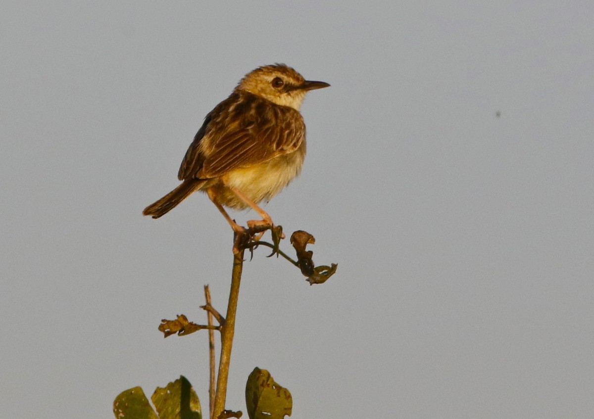 Kalaharigraszanger (Cisticola aridulus)