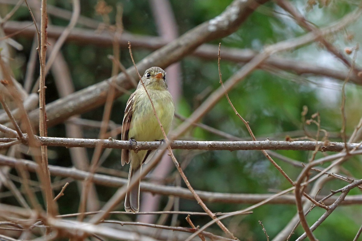 Pileated Flycatcher (Xenotriccus mexicanus)