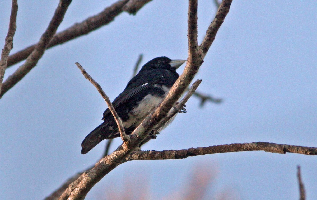 Conothraupis (Conothraupis)