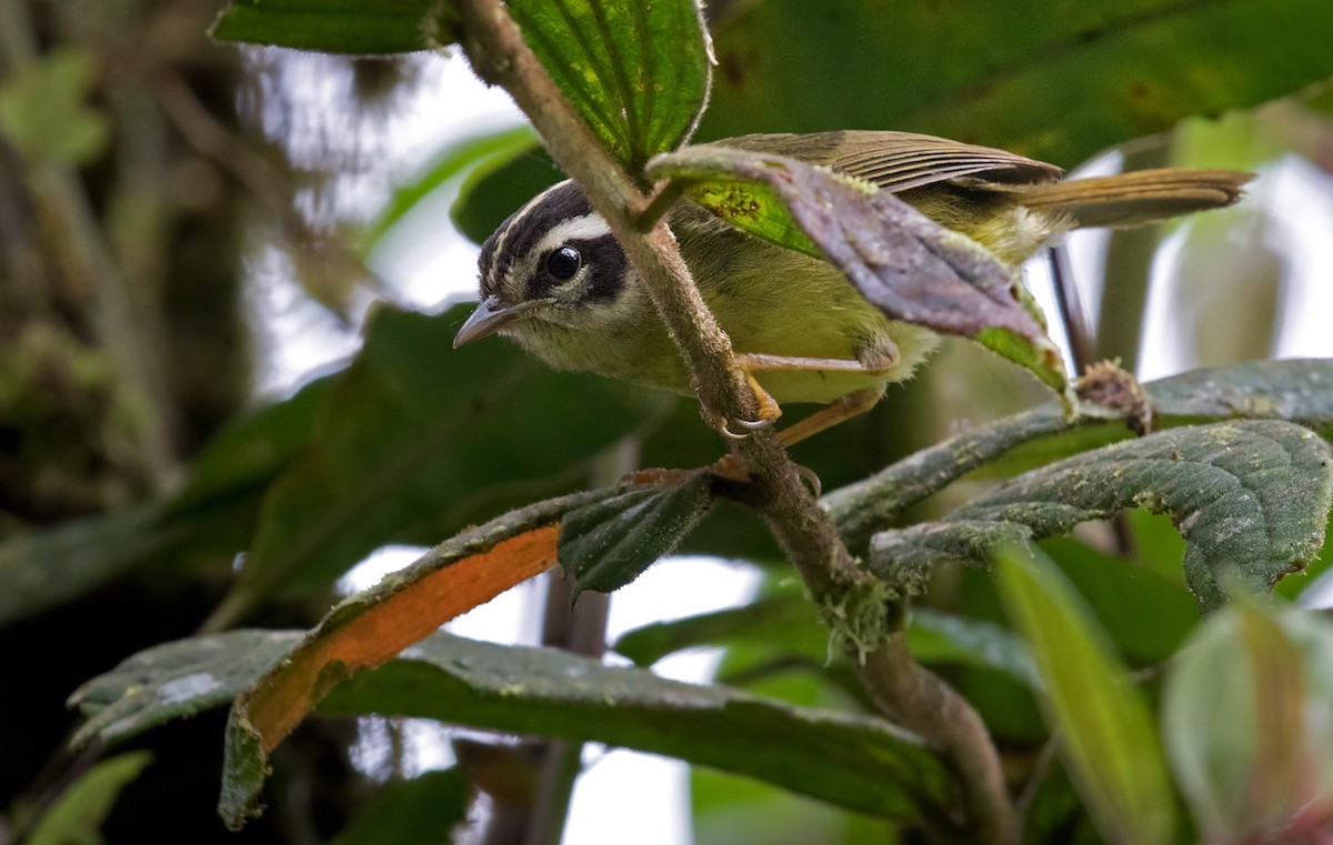 Three-striped Warbler (Basileuterus tristriatus)