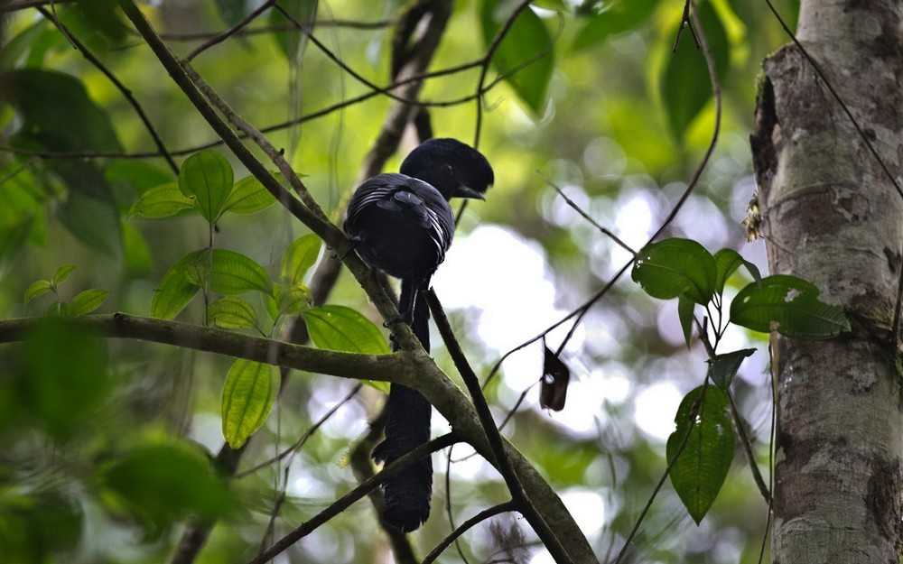 Umbrellabirds (Cephalopterus)