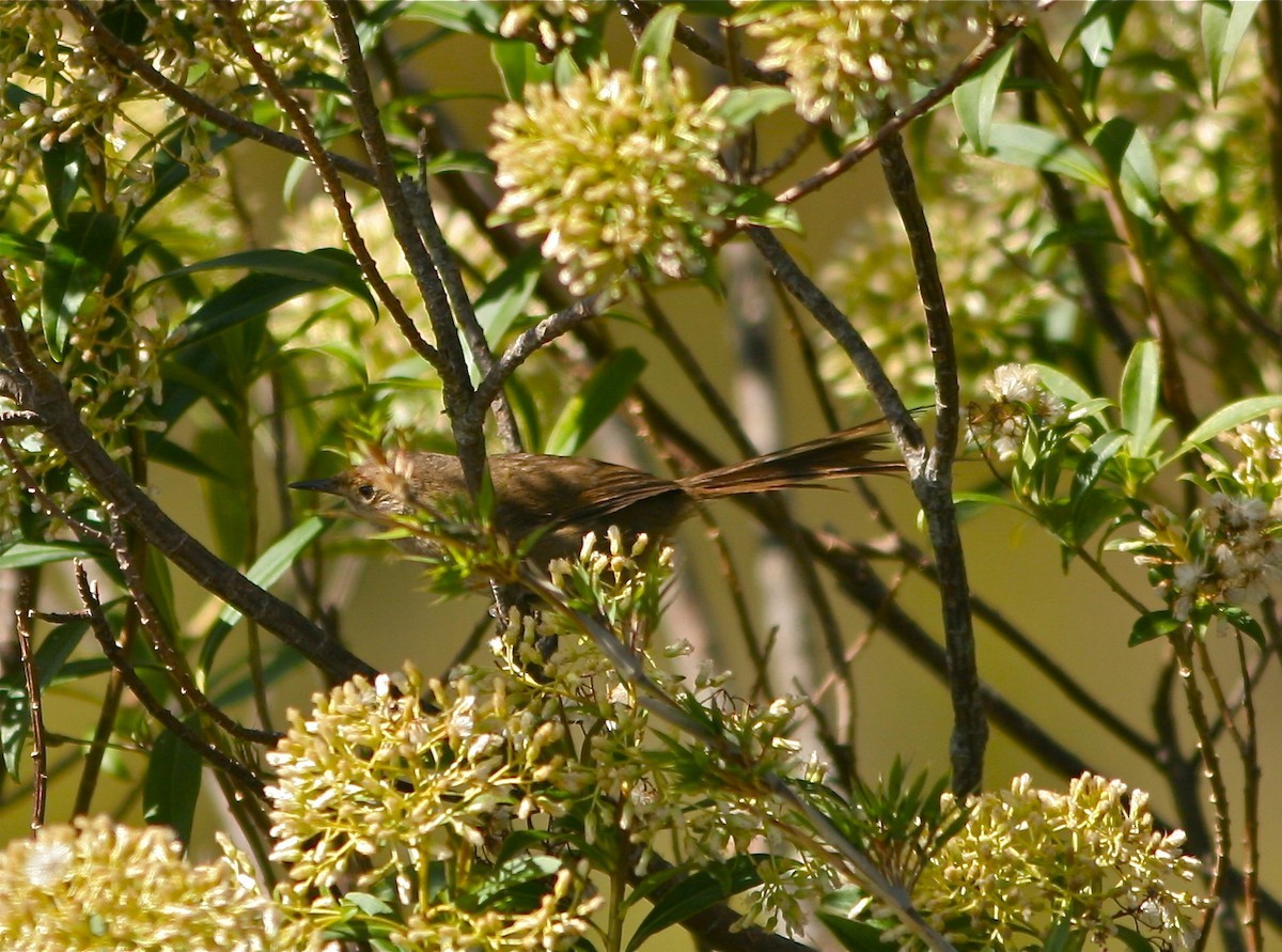 Oreophylax (Oreophylax)