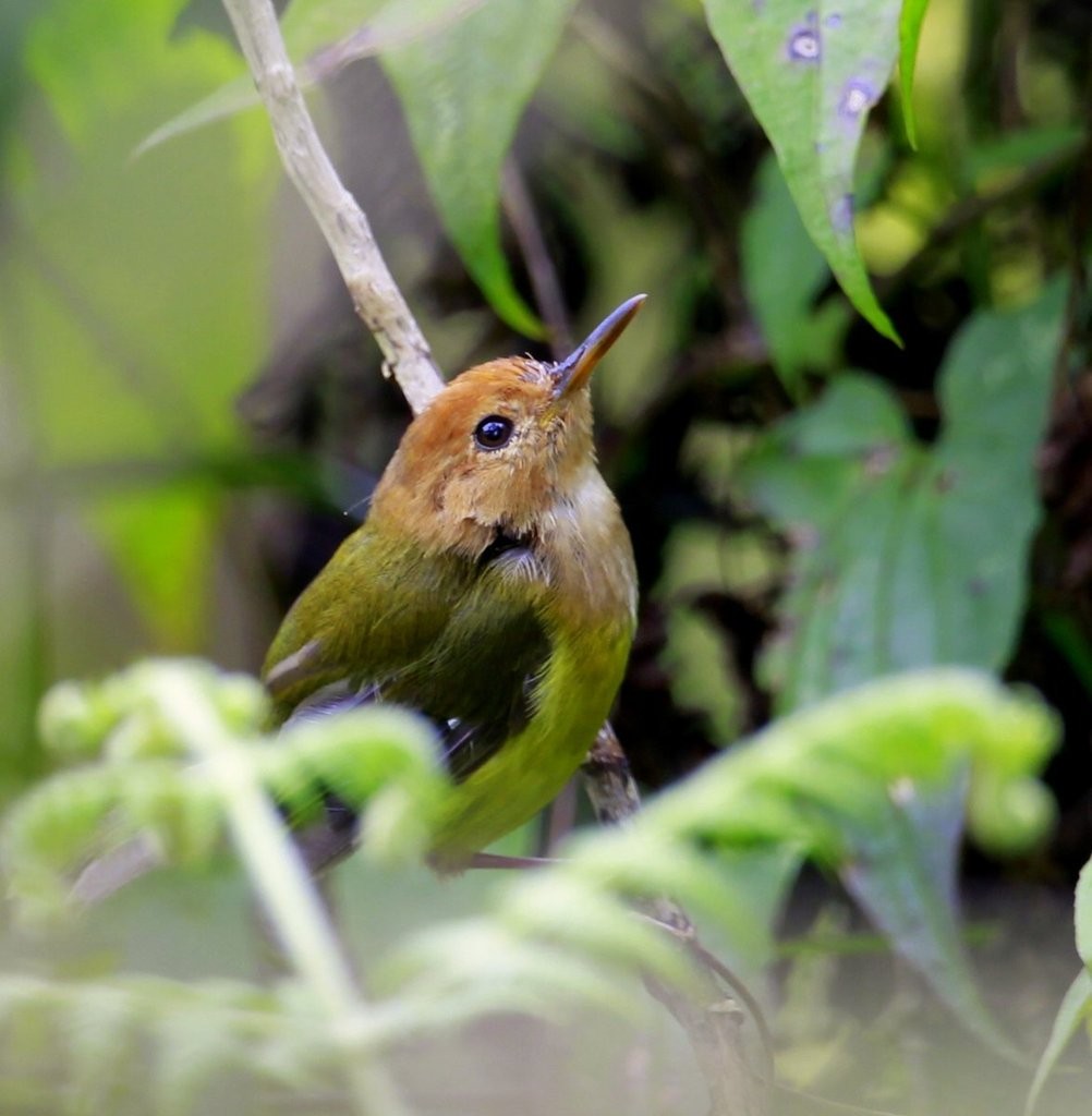 Mountain and Rufous-headed Tailorbirds (Phyllergates)