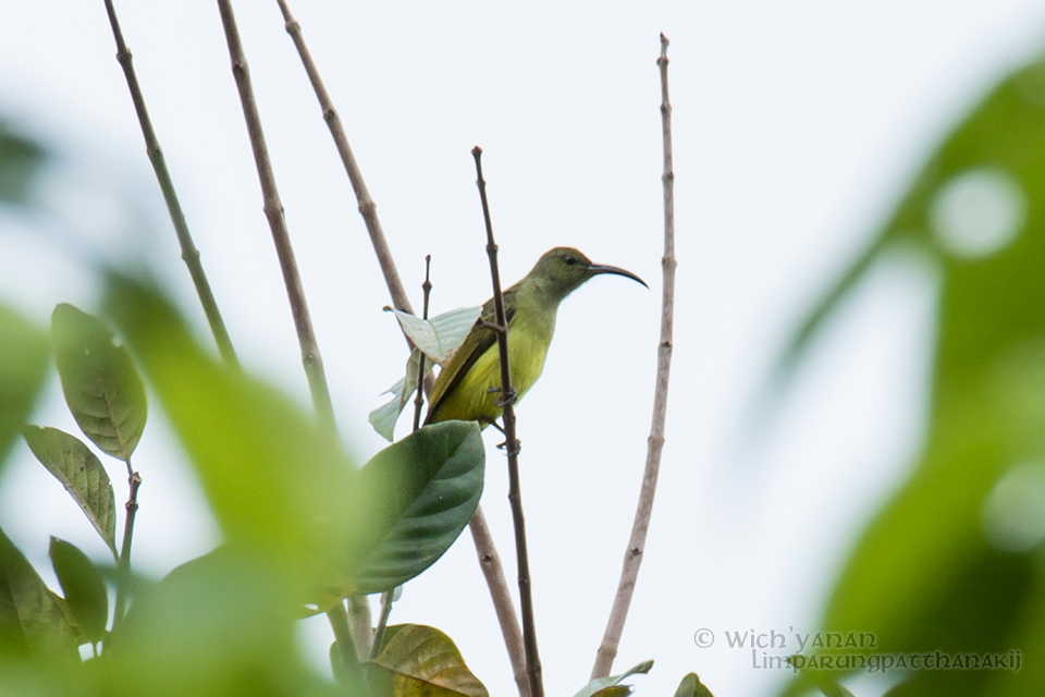 Thick-billed Spiderhunter (Arachnothera crassirostris)