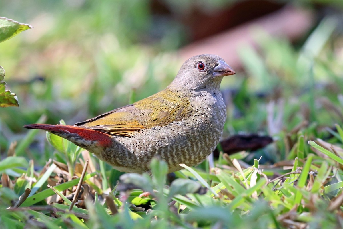 Estrilda alinaranja (Pytilia afra)