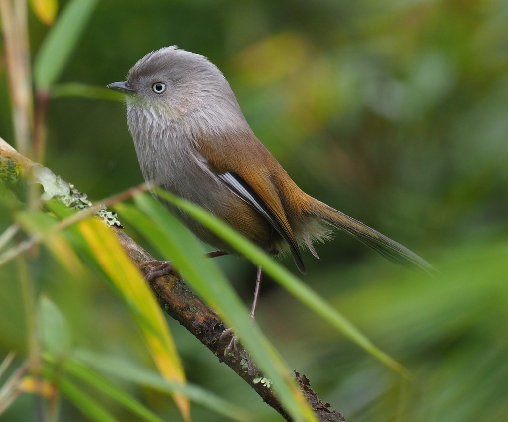 Fulveta encapuchada (Fulvetta cinereiceps)