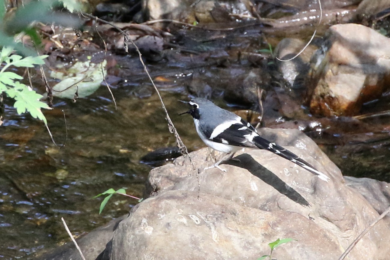 Slaty-backed Forktail (Enicurus schistaceus)