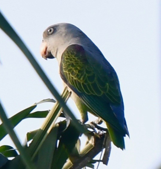 Perruche à croupion bleu (Psittinus cyanurus)