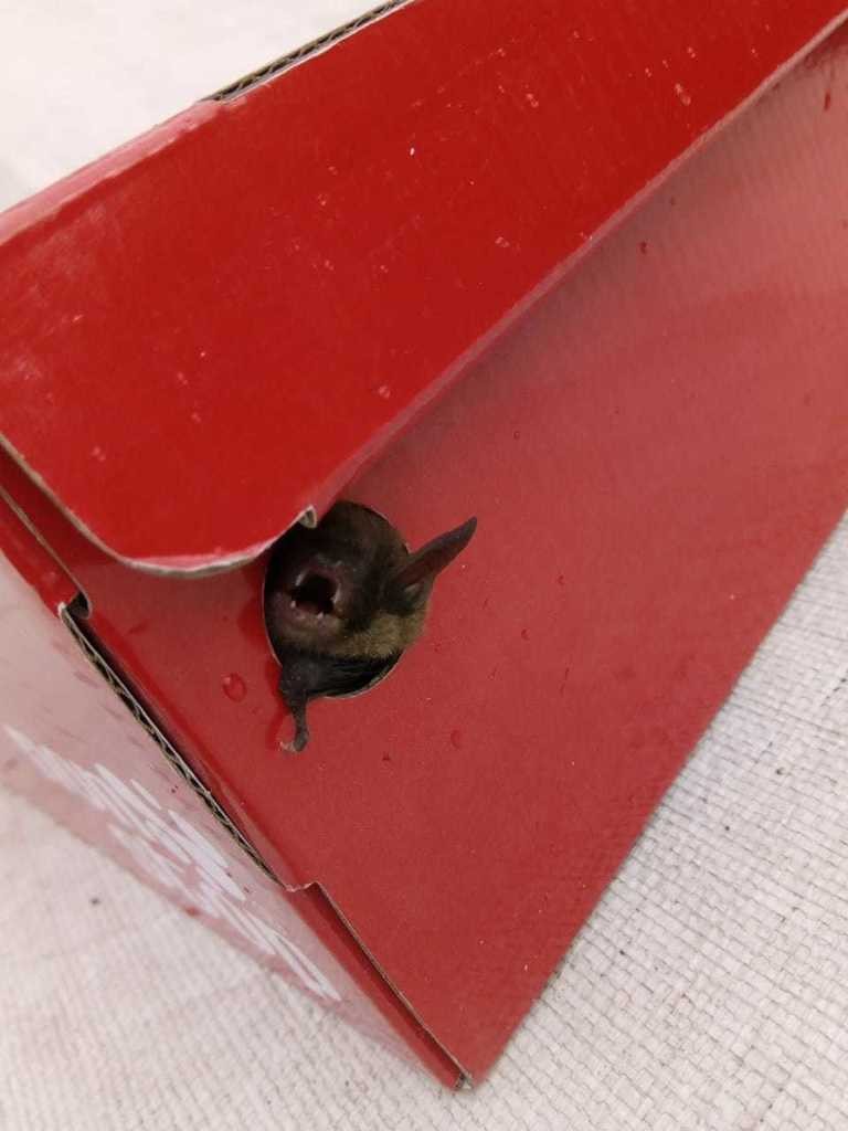 Miotis mexicano (Myotis velifer)