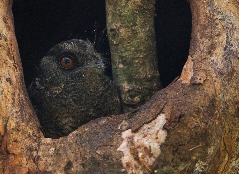 Barred Owlet-nightjar (Aegotheles bennettii)