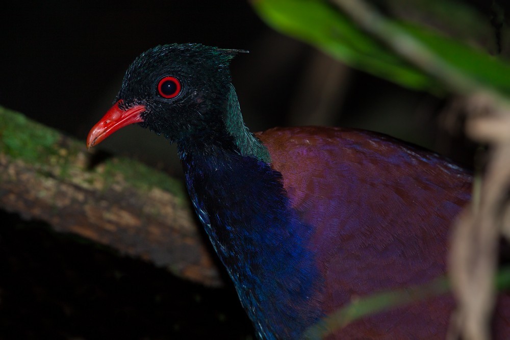 Pheasant Pigeon (Otidiphaps)