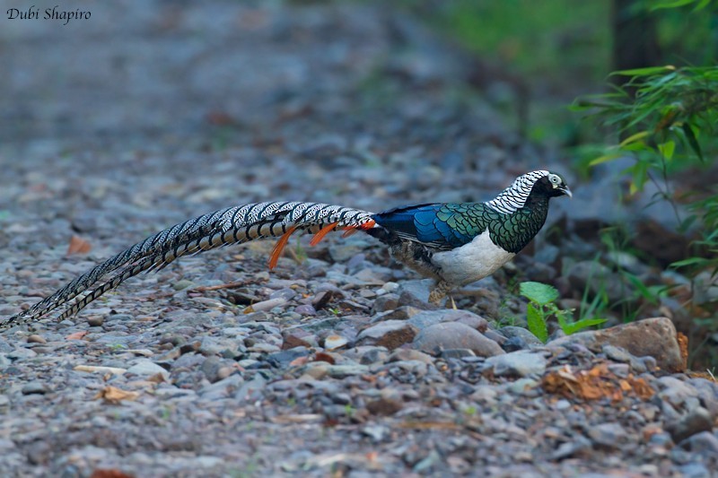 Lady Amherst's Pheasant (Chrysolophus amherstiae)