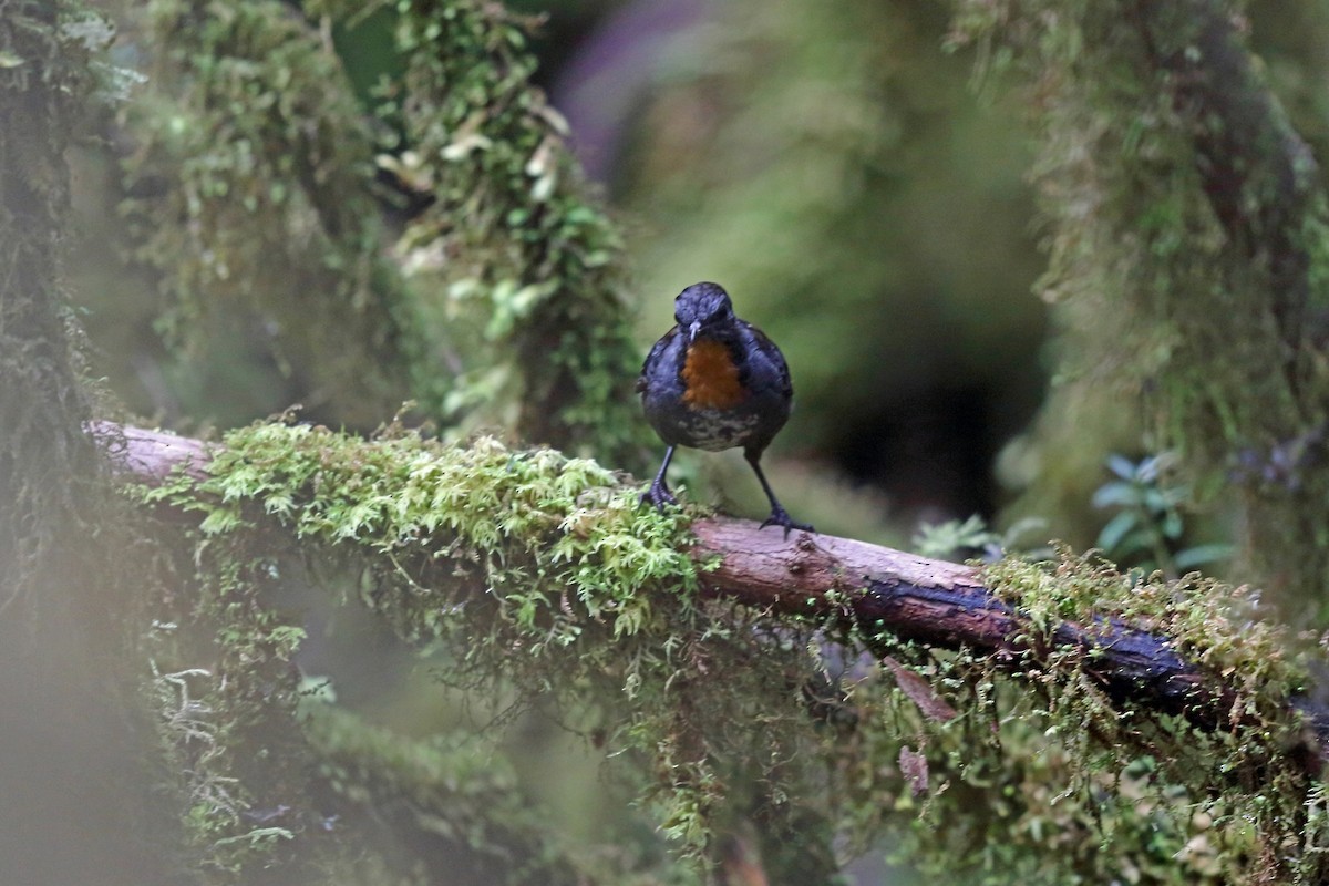 Colaespina papú (Orthonyx novaeguineae)