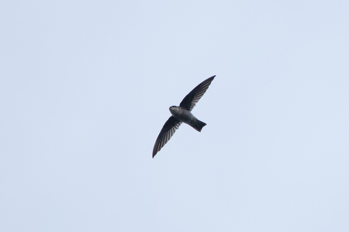 Philippine Swiftlet (Aerodramus mearnsi)