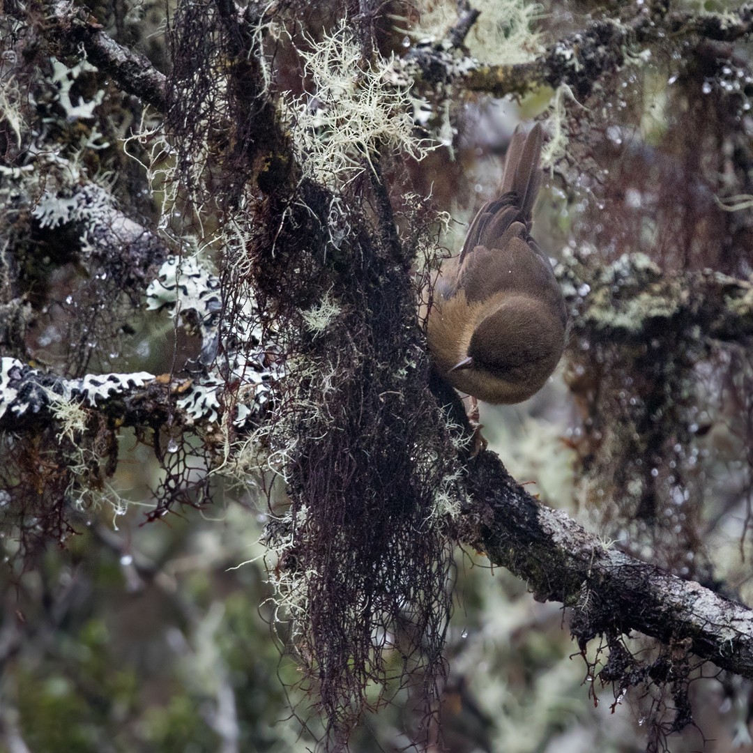 Brauntangare (Nephelornis oneilli)