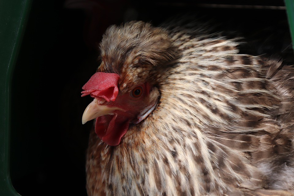 Gallus gallus domesticus 'Legbar' (Gallus gallus domesticus 'Legbar')