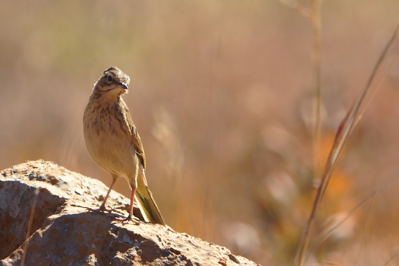 Langsnavelpieper (Anthus similis)