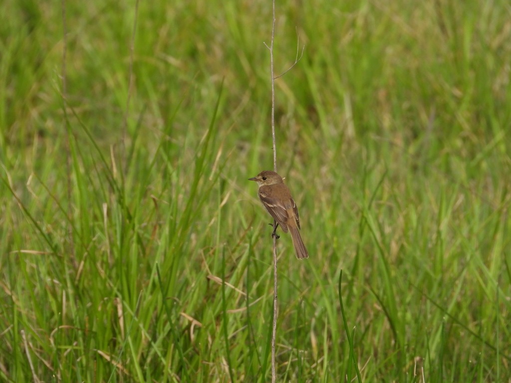 Mosquero gorjiblanco (Empidonax albigularis)