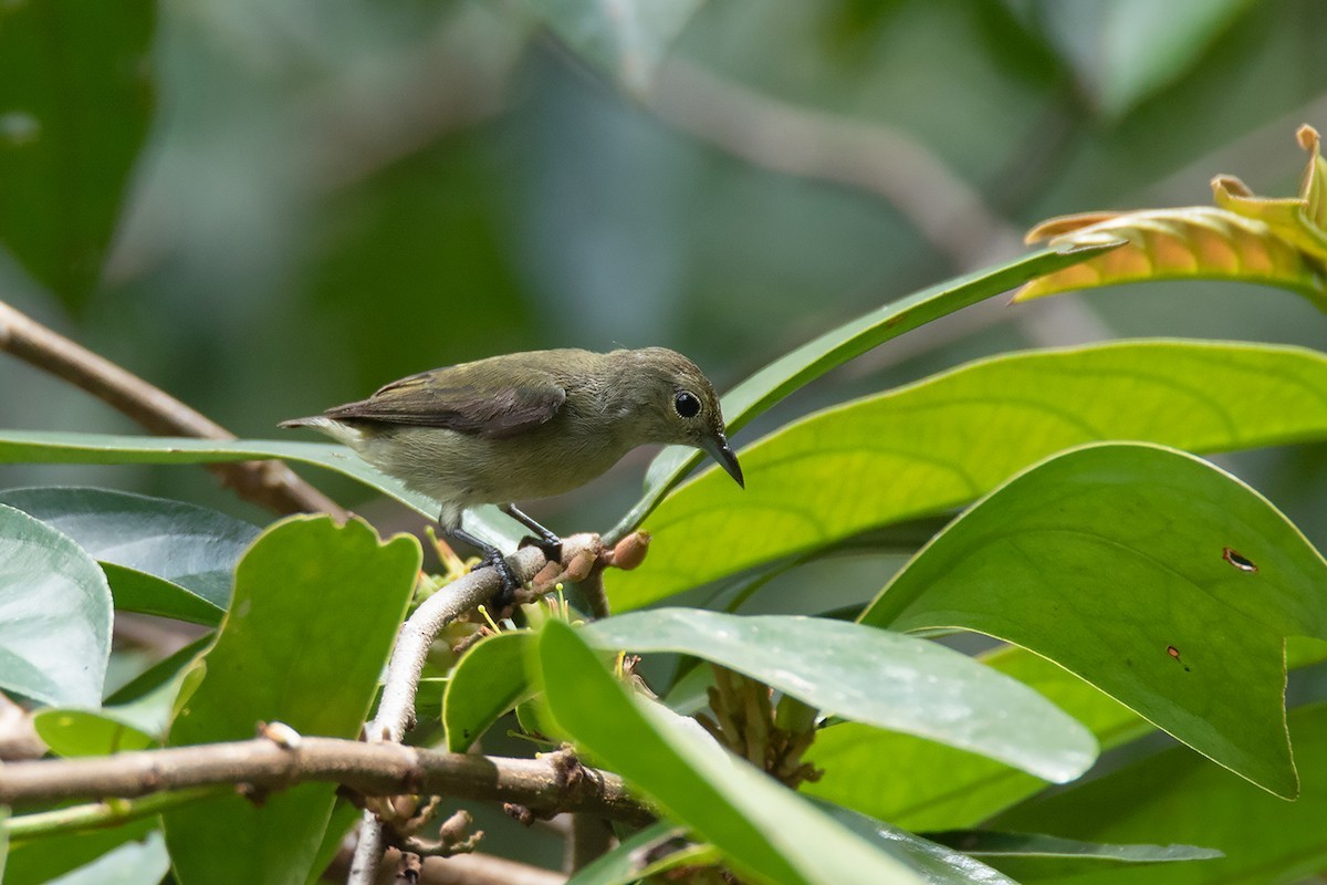 Groengrijze Honingvogel (Dicaeum minullum)