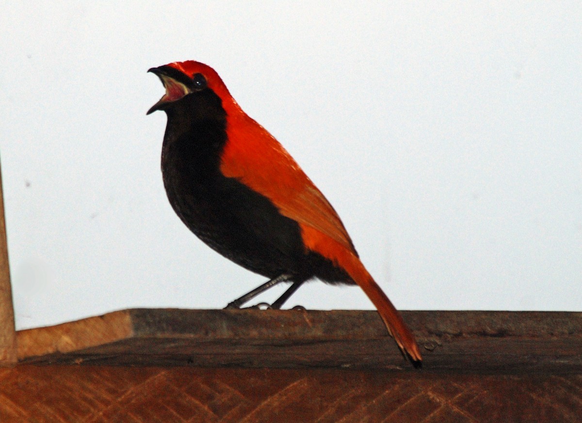 Typical Satinbirds (Cnemophilus)