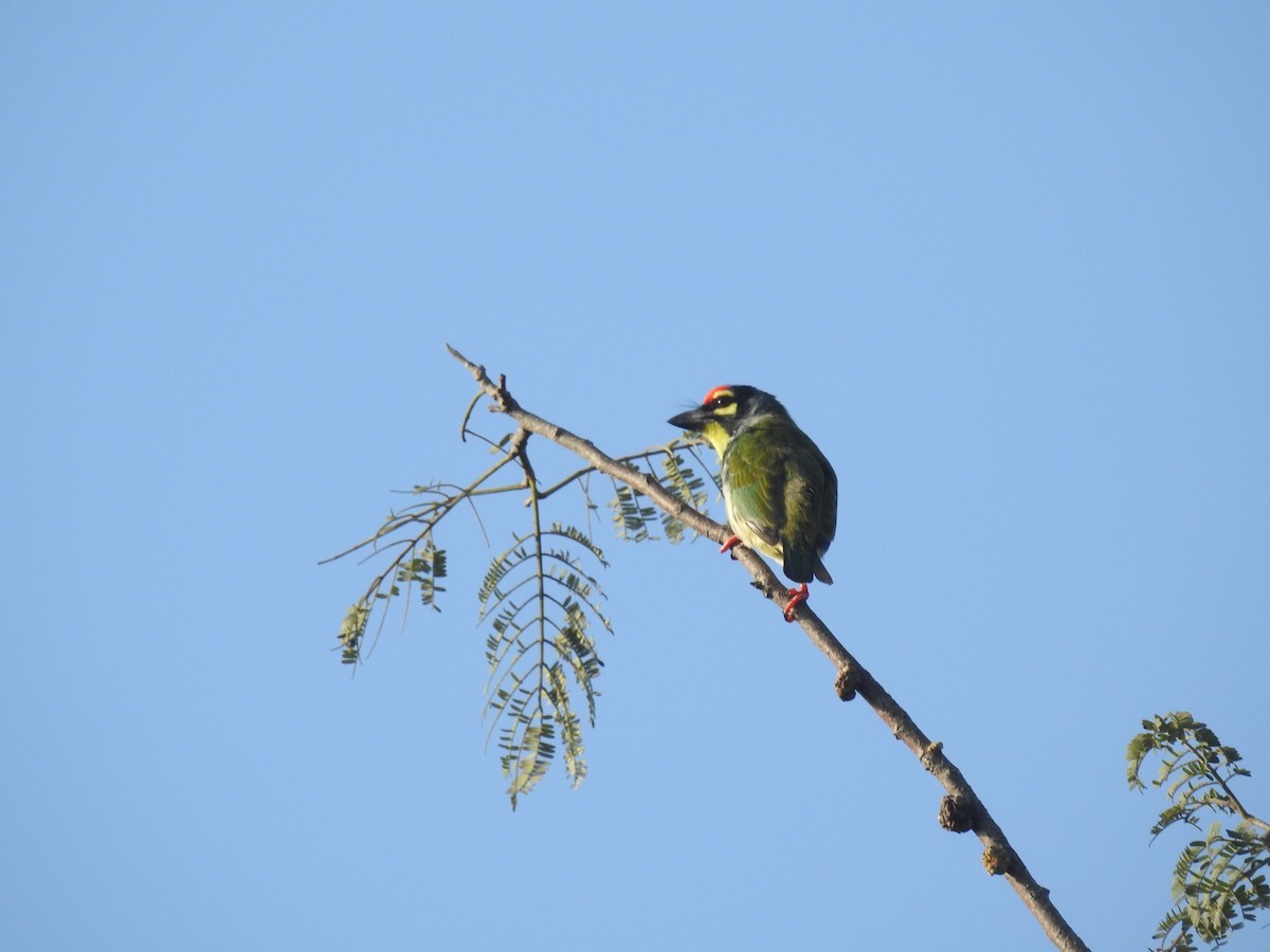 Kupferschmied-Bartvogel (Psilopogon haemacephalus)