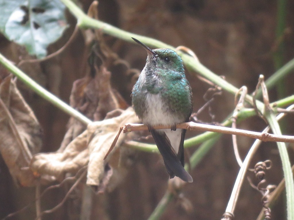 Esmeralda de Elvira (Microchera chionura)