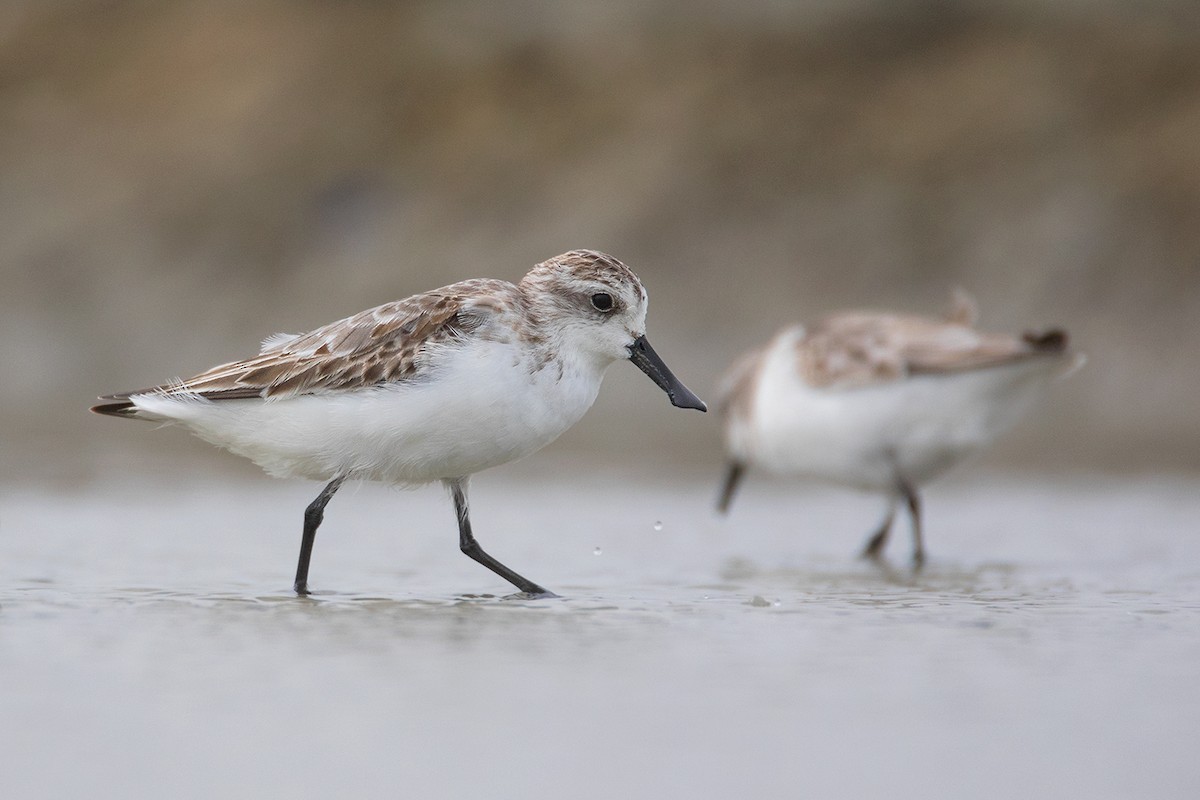 Spoonbill sandpipers (Eurynorhynchus)