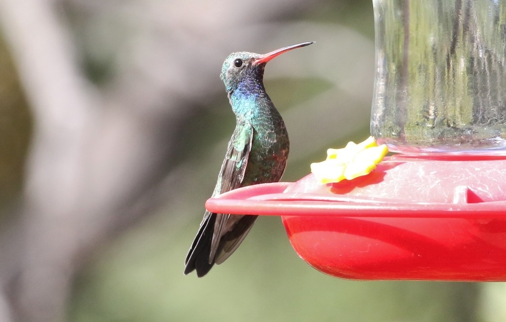 闊嘴蜂鳥 (Cynanthus latirostris)