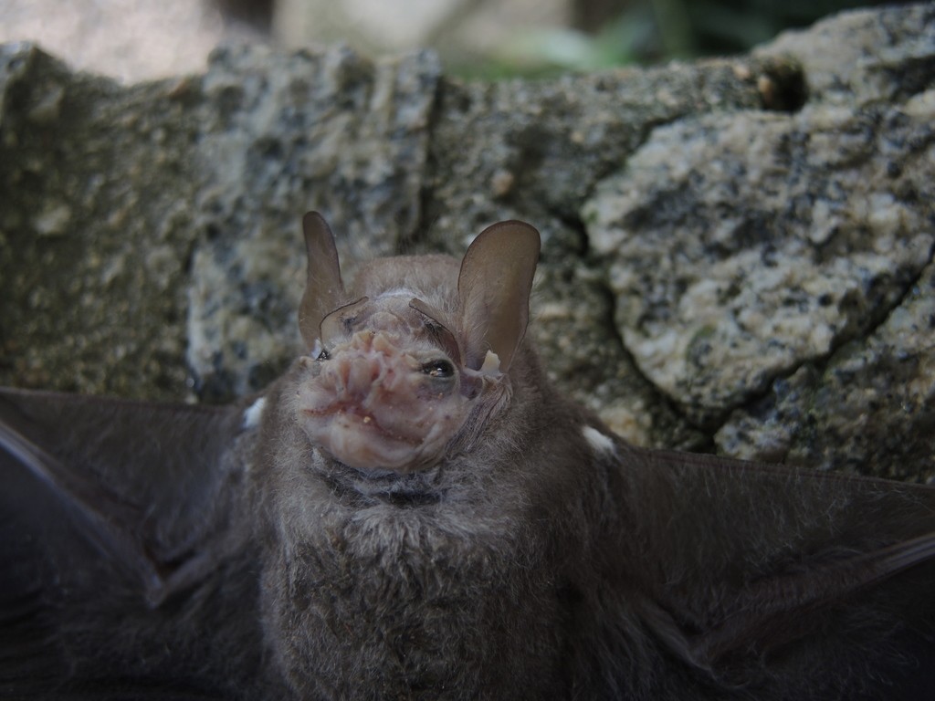 Fledermausgattung (Centurio)